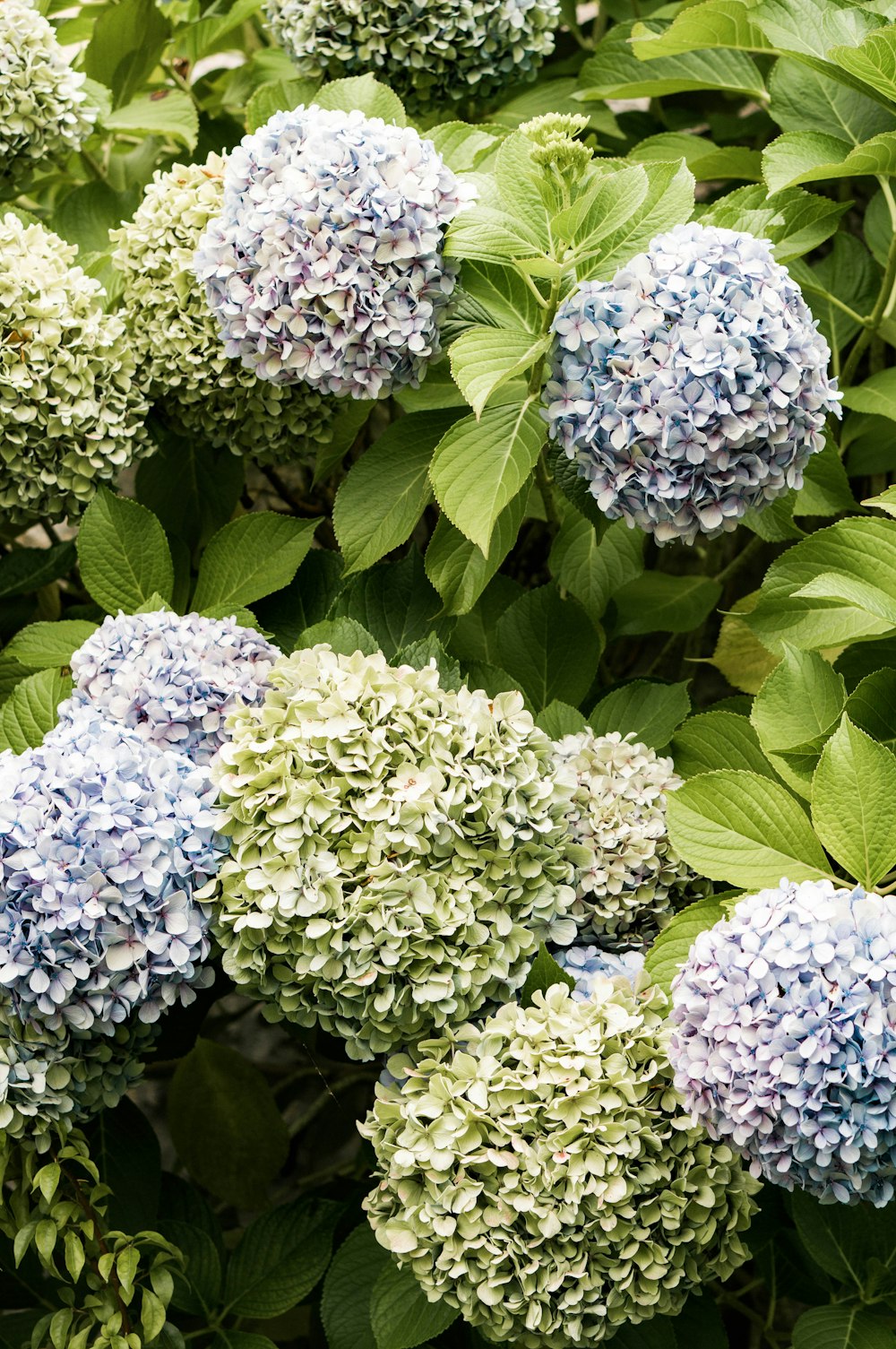 white and purple flowers with green leaves