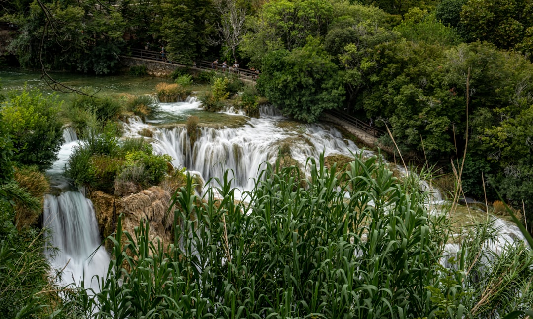 green grass and trees near river during daytime