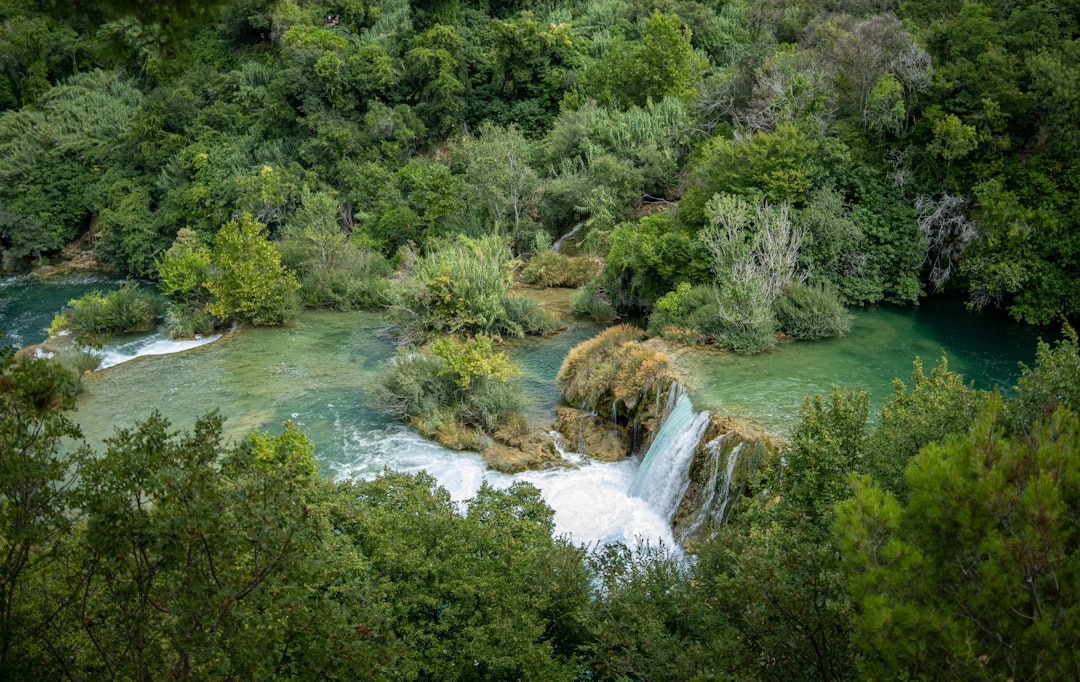 green trees beside river during daytime