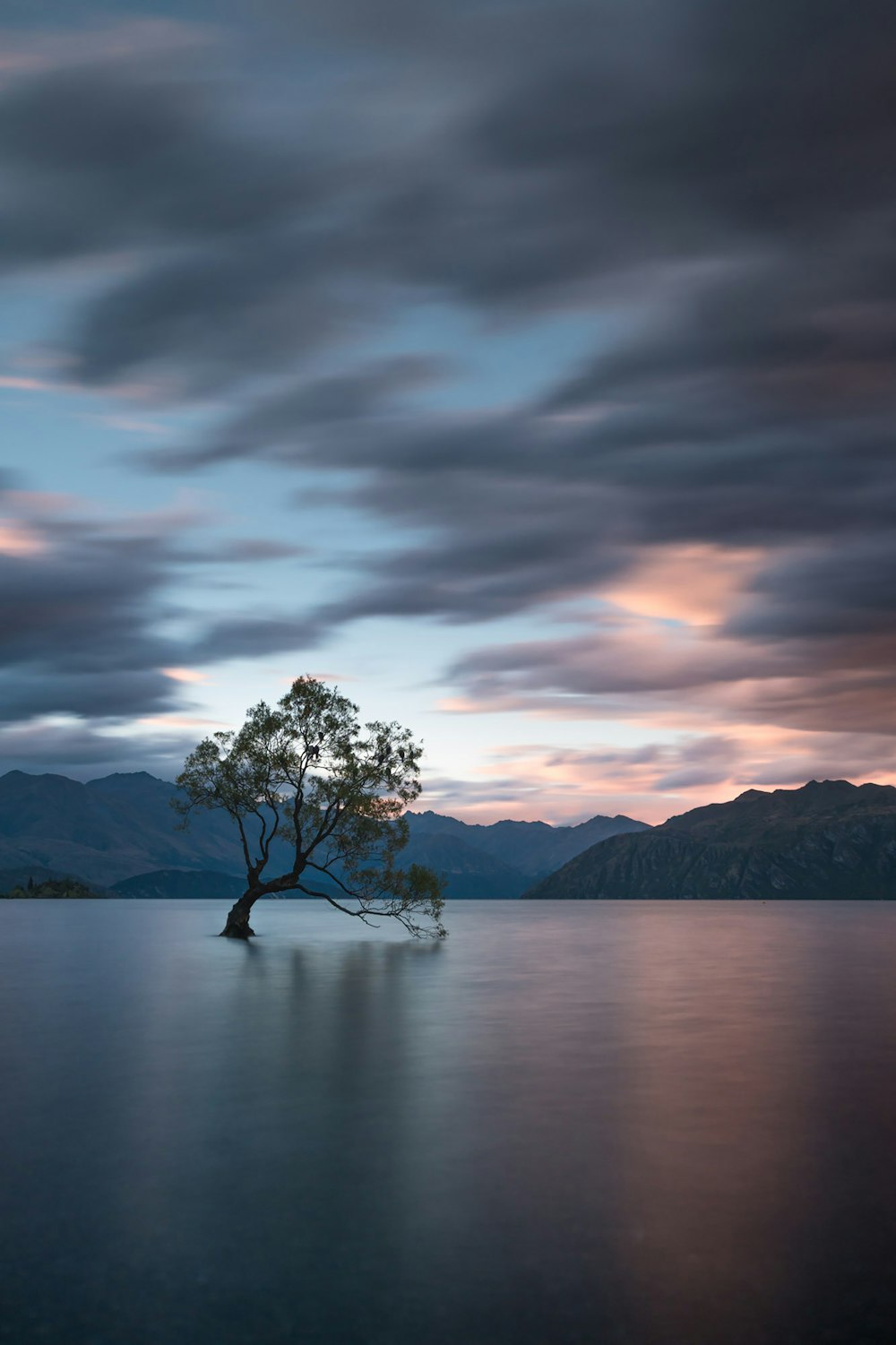 tree on body of water under cloudy sky during daytime