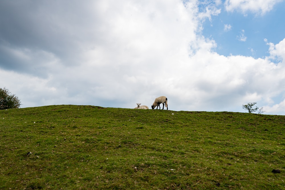 herd of horses on green grass field under white clouds during daytime