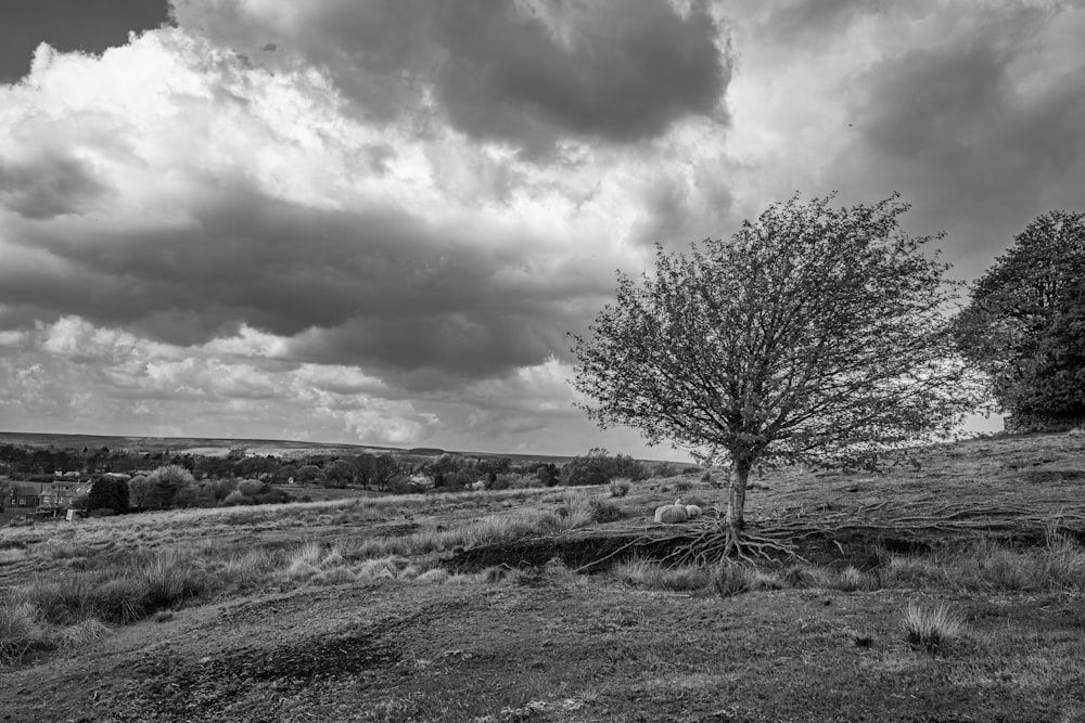 foto em tons de cinza da árvore sem folhas no campo da grama