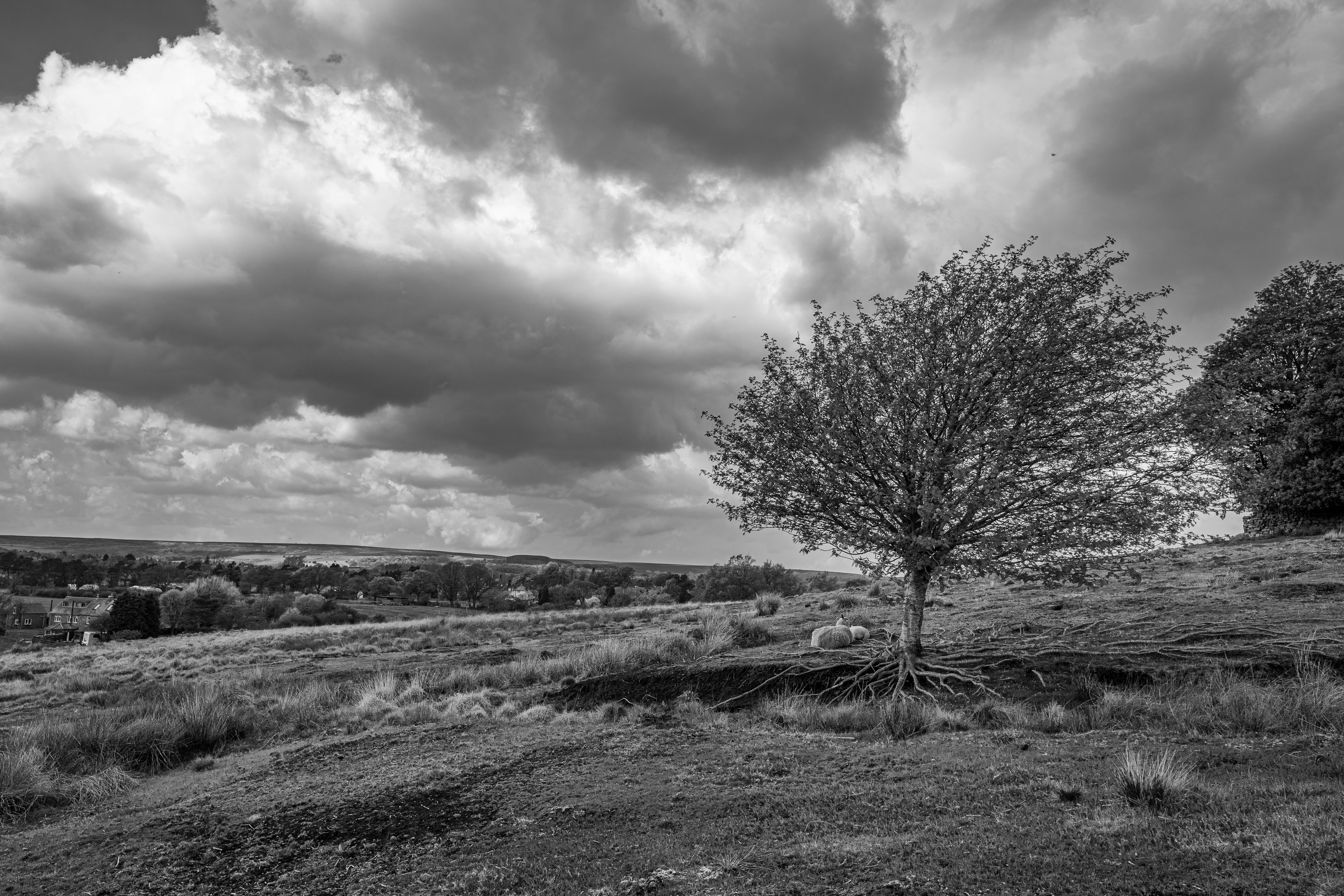 grayscale photo of leafless tree on grass field