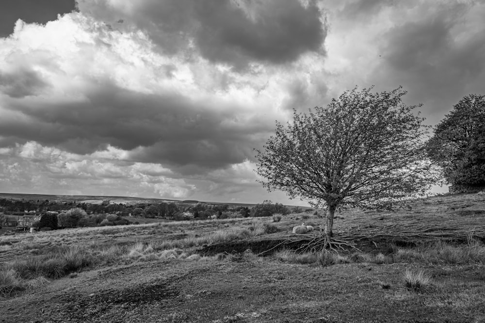 grayscale photo of leafless tree on grass field