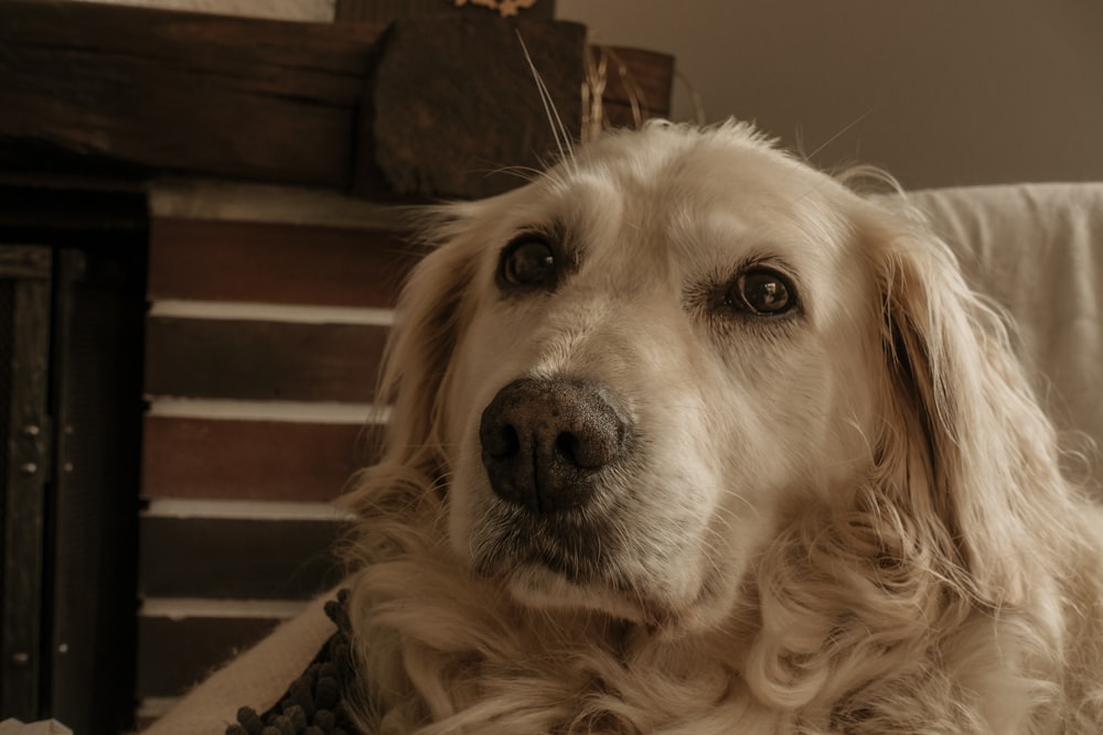 golden retriever lying on floor