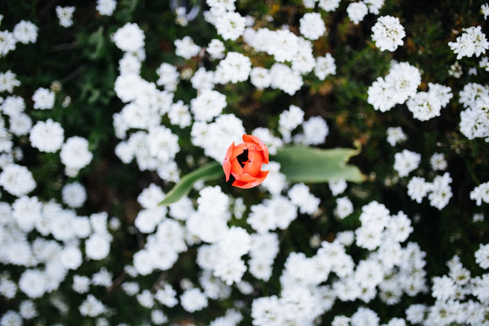 red flower with green leaves