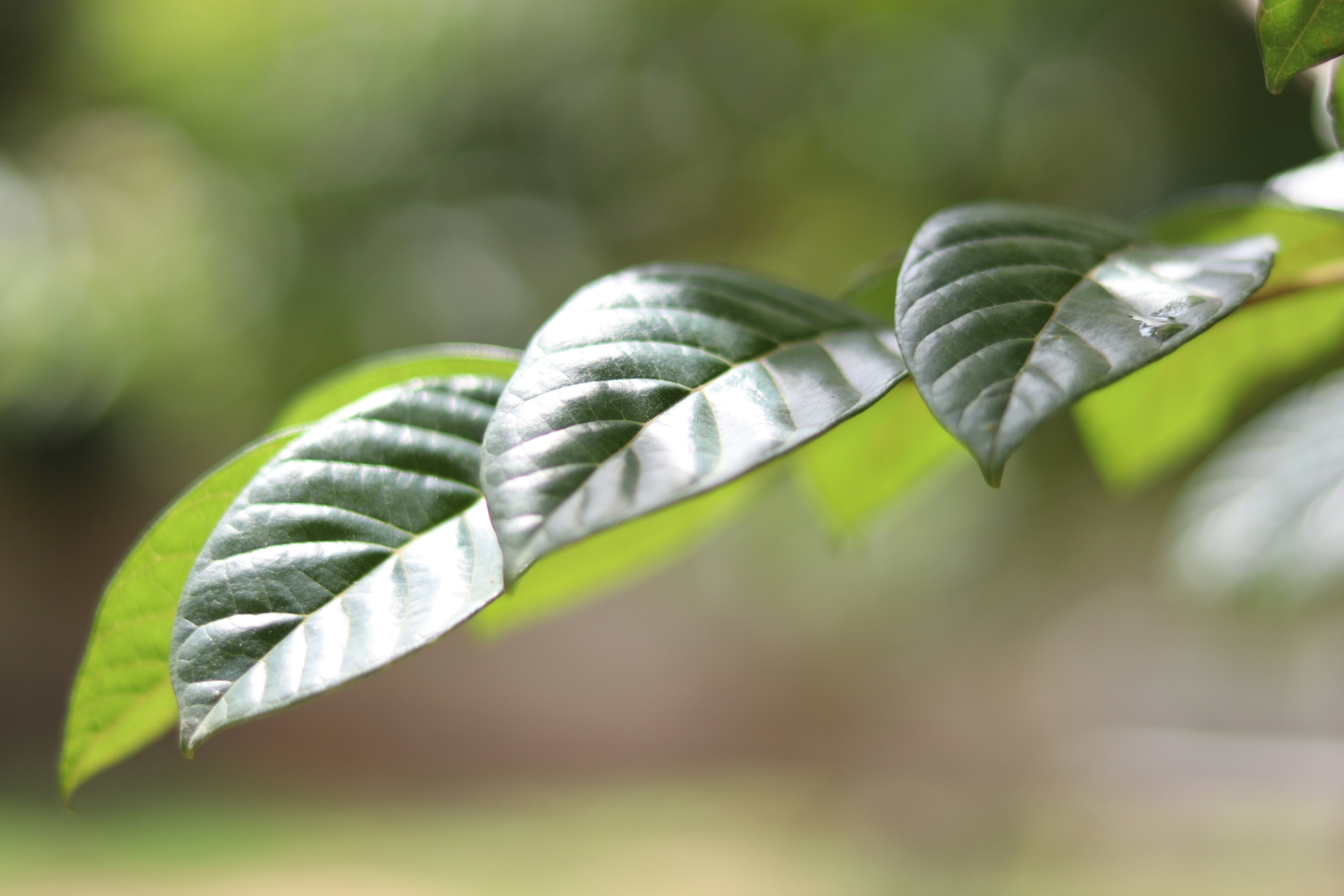 Natural yerba mate leaves source of caffeine showcasing Club-Mate caffeine feature value with organic green botanical elements