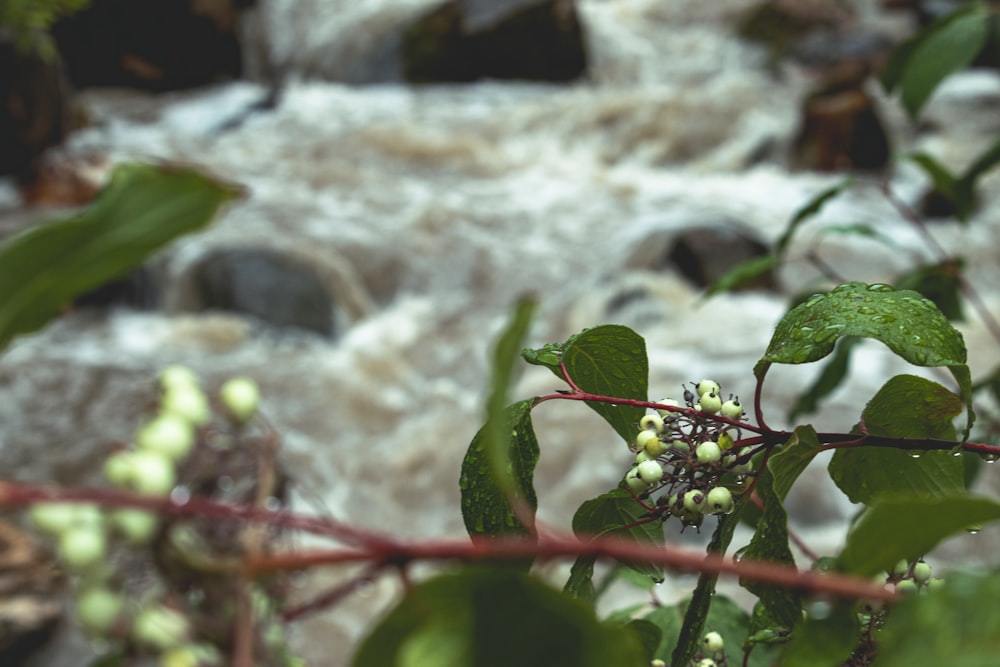 a close up of a plant with flowers near a river