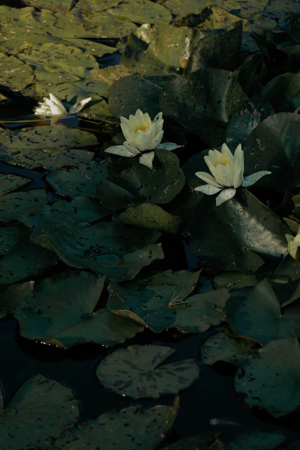 white lotus flower on water