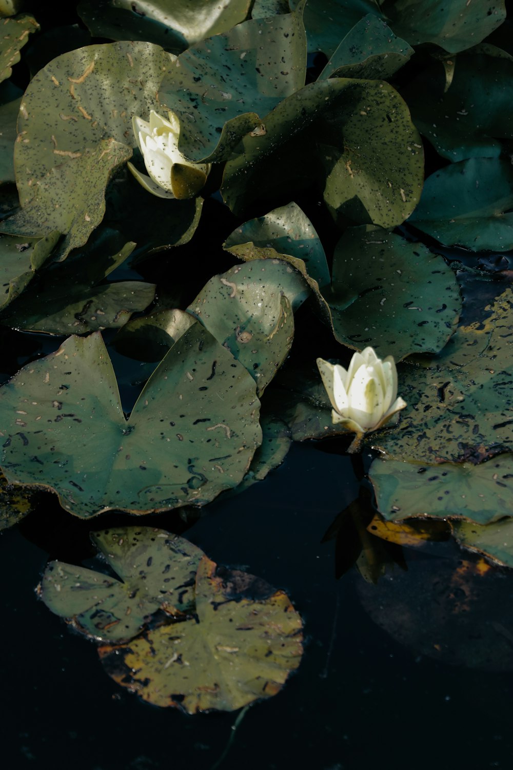 a white flower floating on top of a body of water