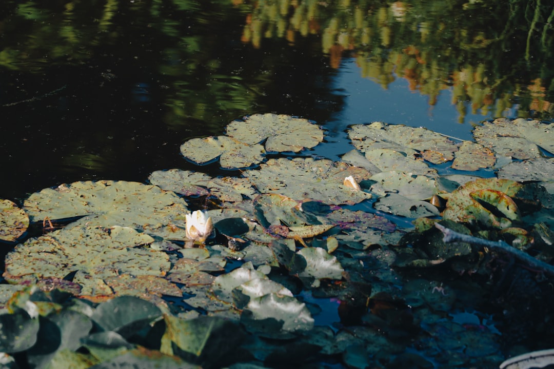 white and black stones on water