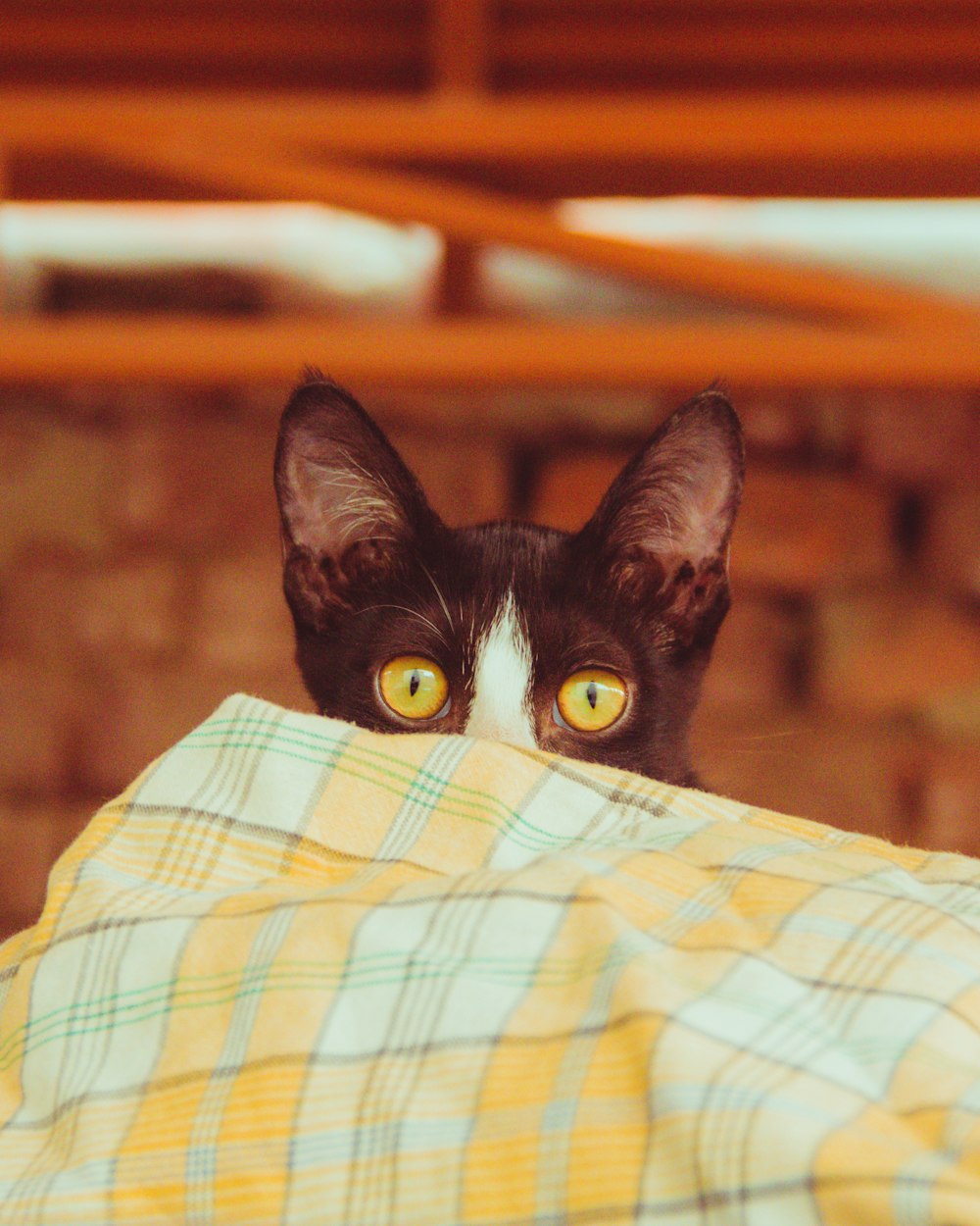 black and white cat on white yellow and blue plaid textile