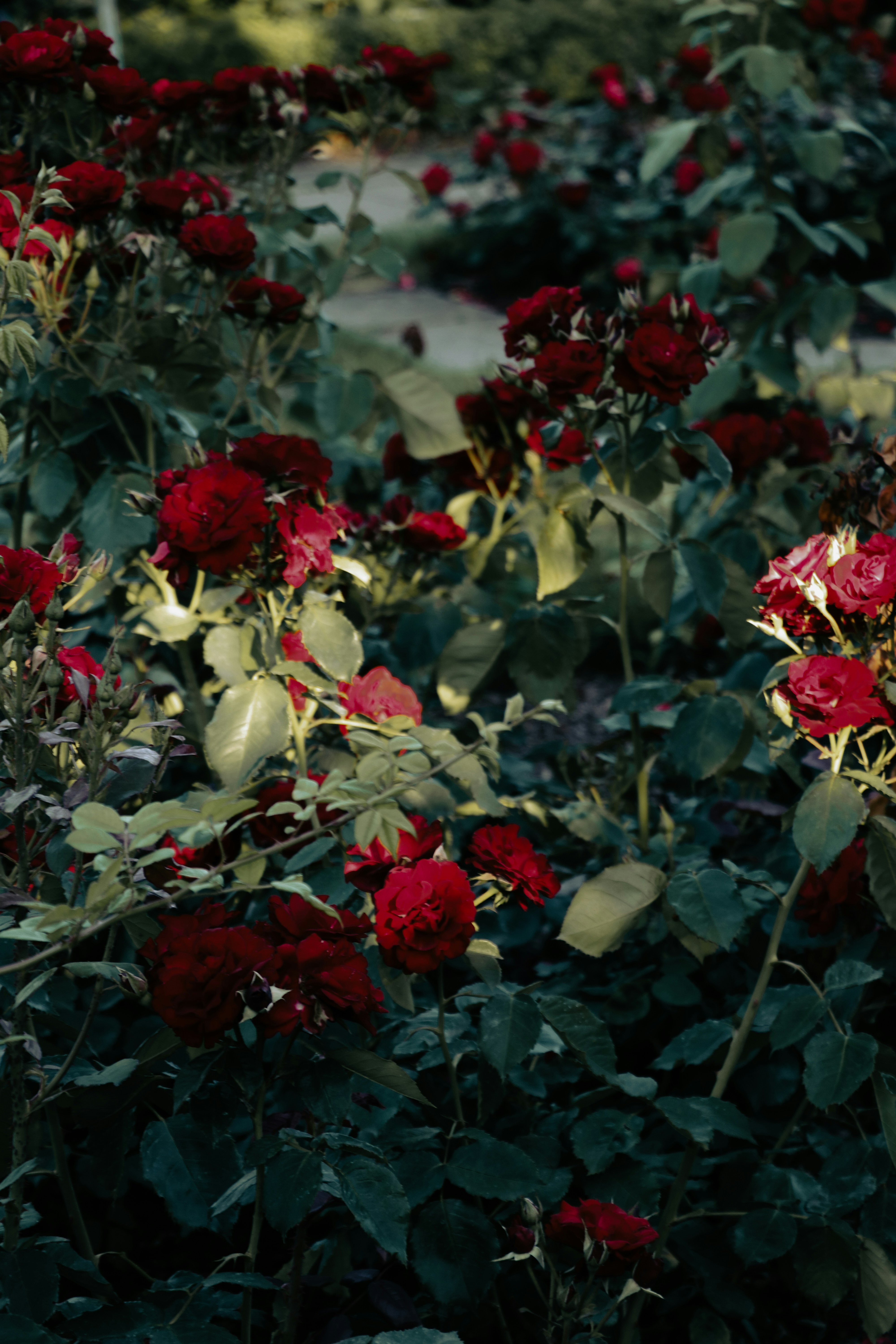 Photo by agzed