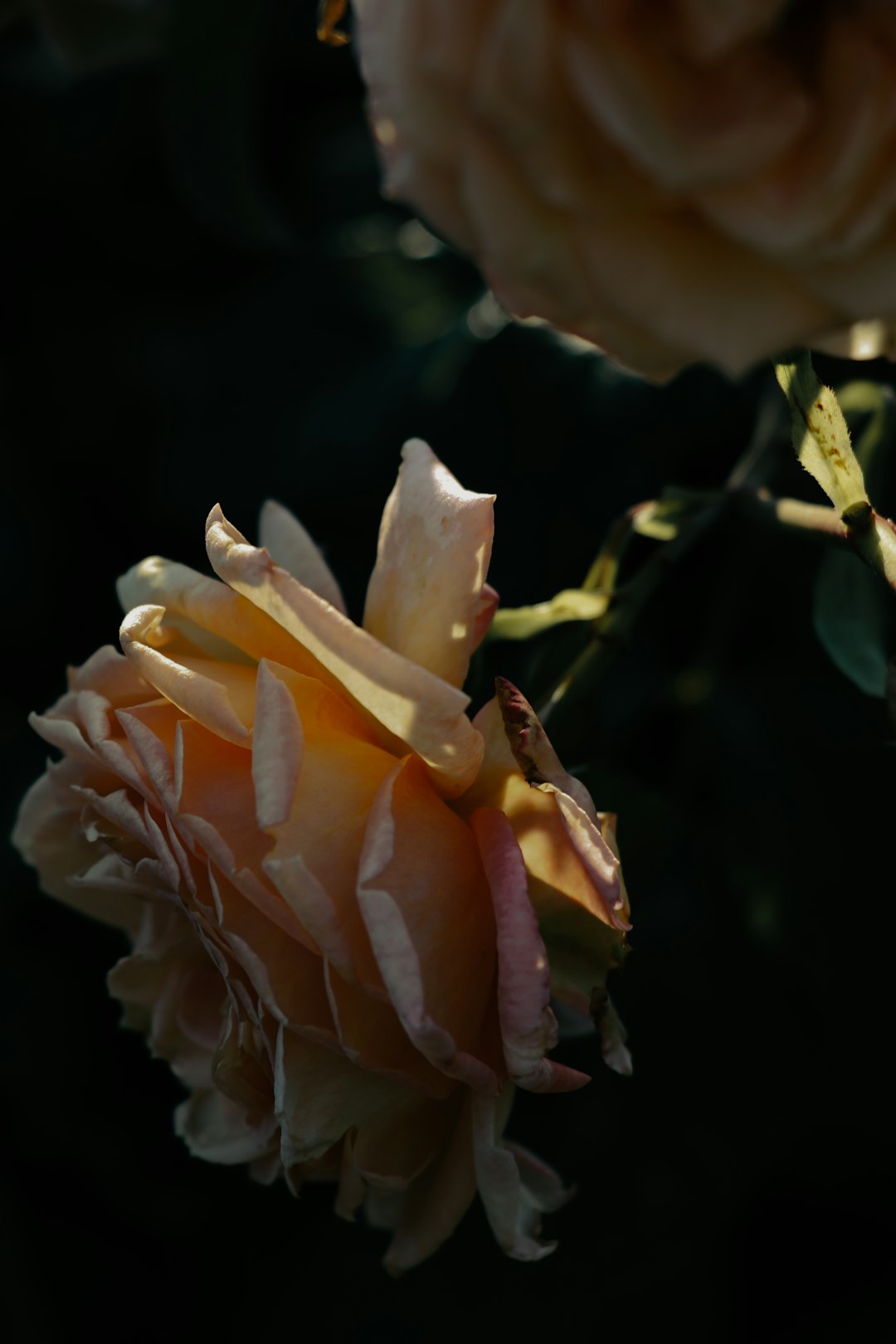 white and pink rose in bloom during daytime