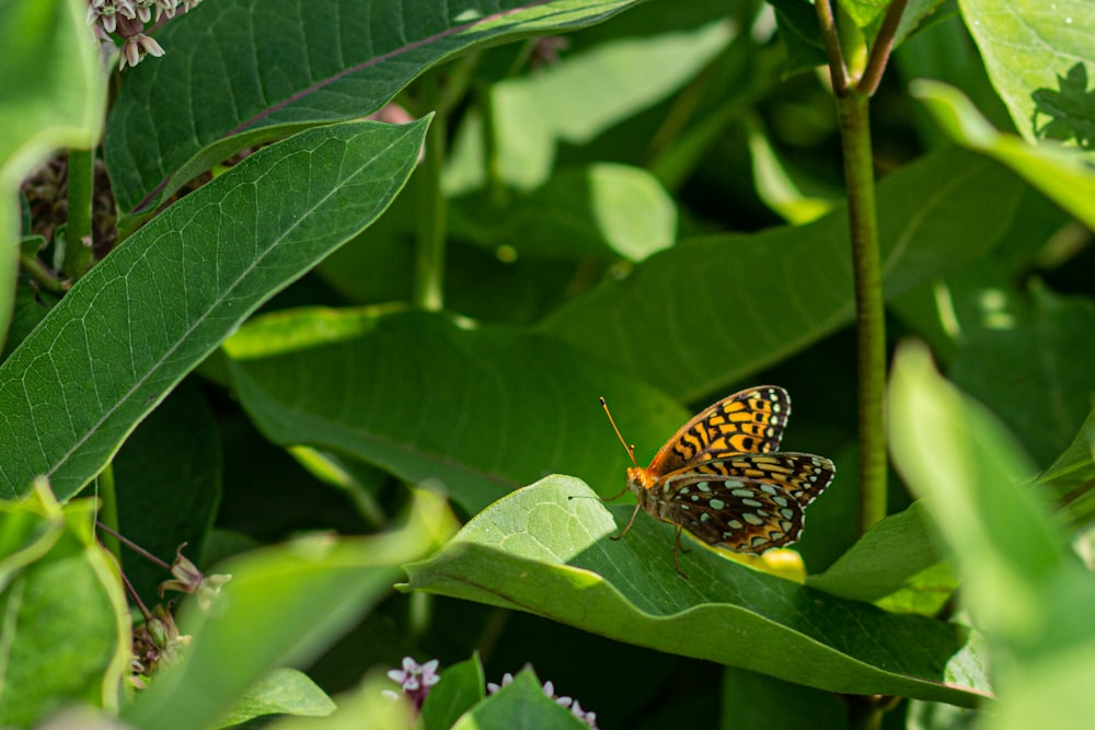 yellow and black butterfly on green leaf