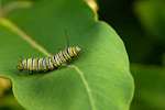 black and yellow caterpillar on green leaf