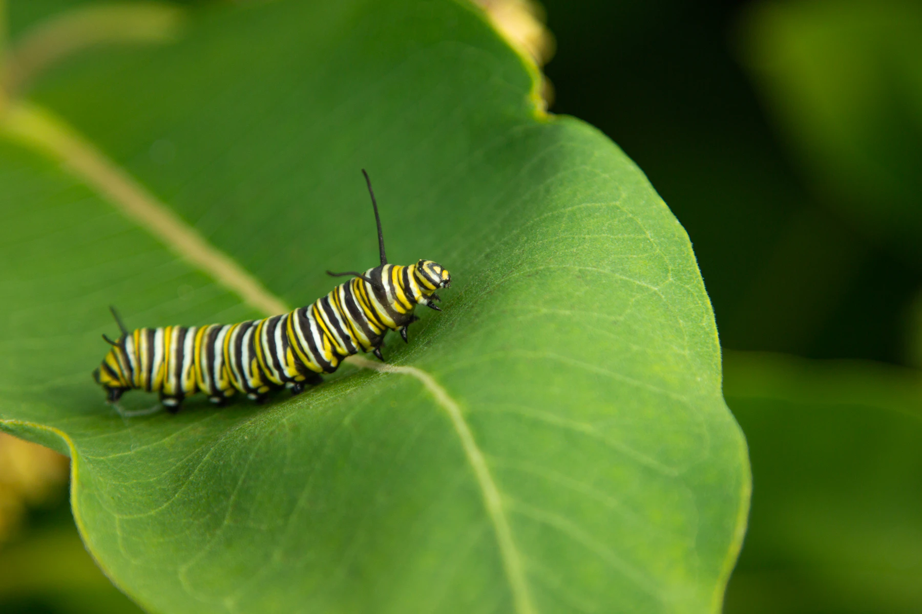A monarch caterpillar with yellow, black and white stripes walking across a broad green milkweed leaf