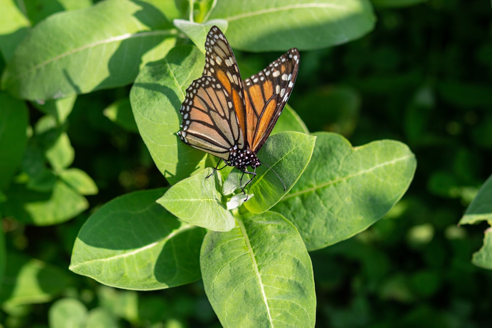 monarch butterfly perched on green leaf during daytime