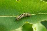 brown and black caterpillar on green leaf