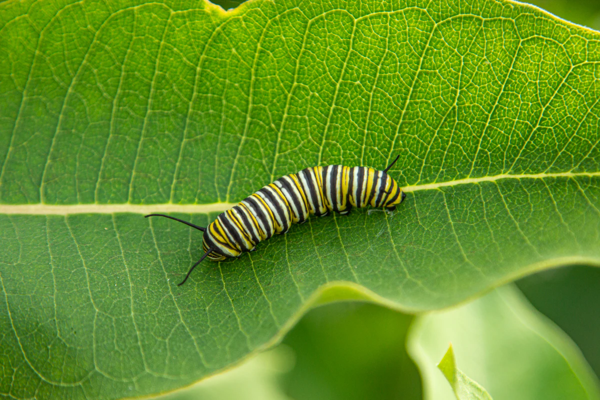 Oruga de monarca sobre una hoja verde