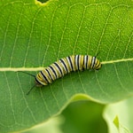 brown and black caterpillar on green leaf