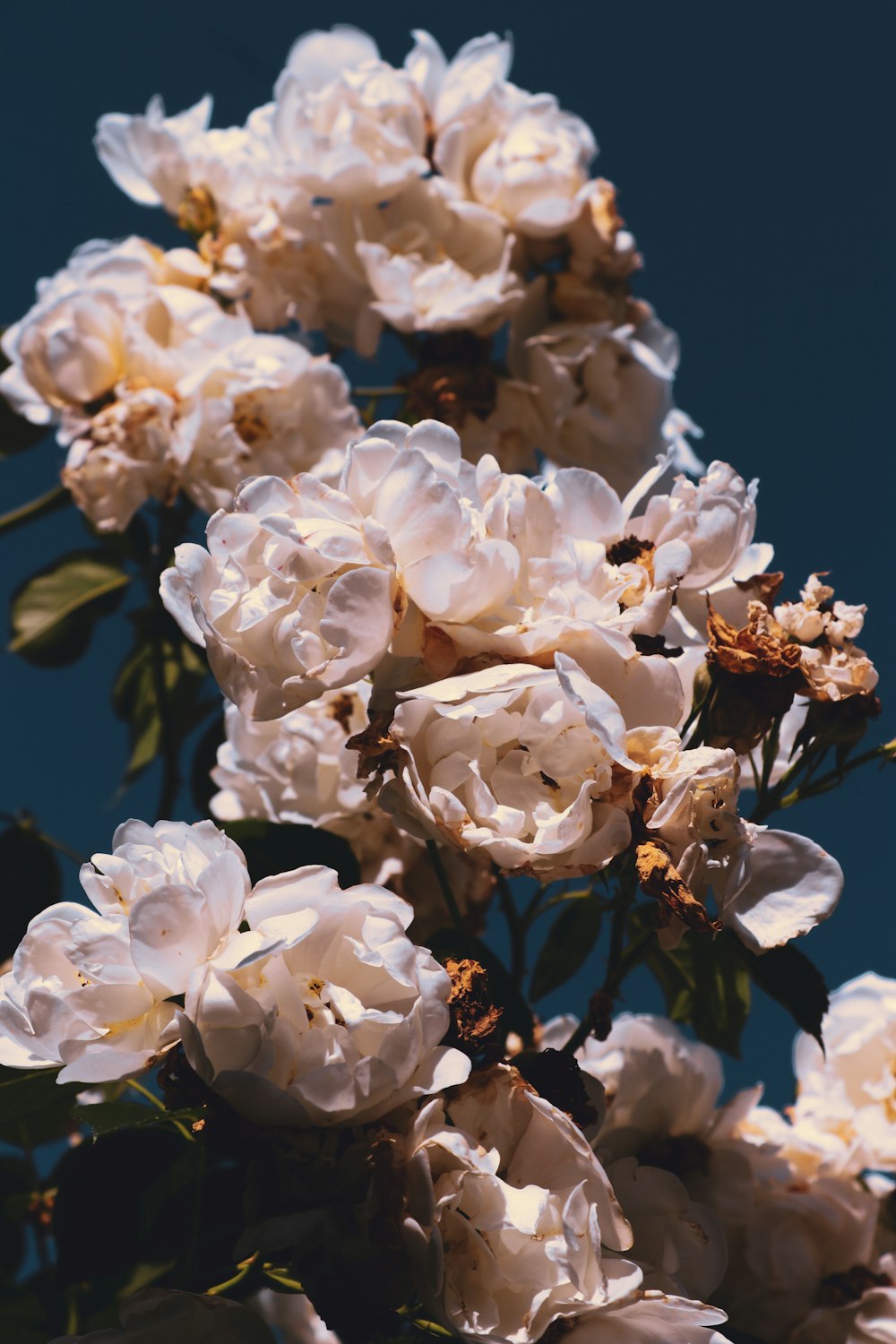 white flowers in tilt shift lens