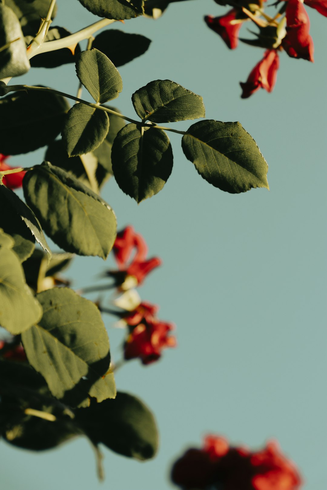 green and red leaves under blue sky during daytime