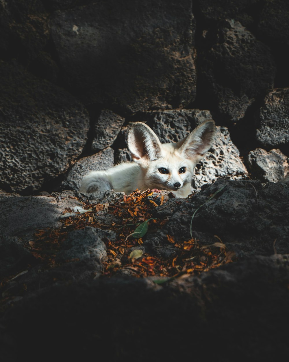 Weißer und brauner Fuchs auf dem Boden liegend