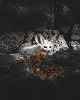 A fennec fox rests on rocky terrain covered with scattered dried leaves, allowing its large ears to catch the light. The background consists of dark, rugged rocks, creating a contrast with the fox's pale fur.