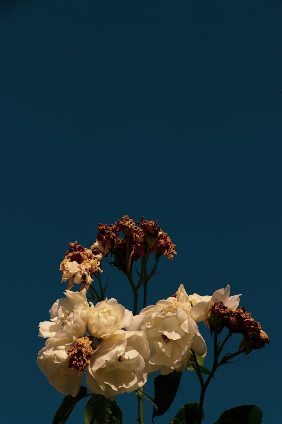 white flowers under blue sky