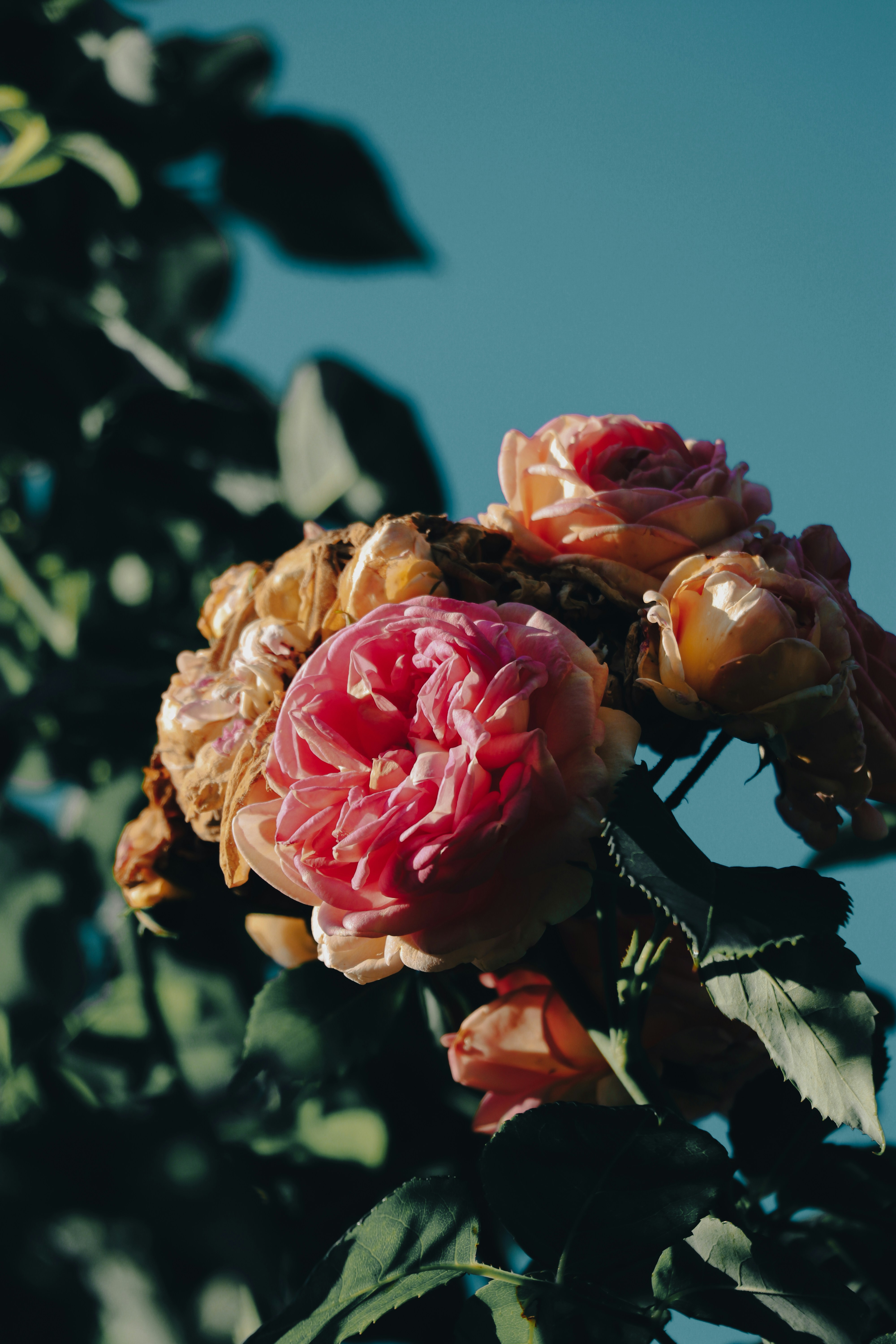 Photo by agzed