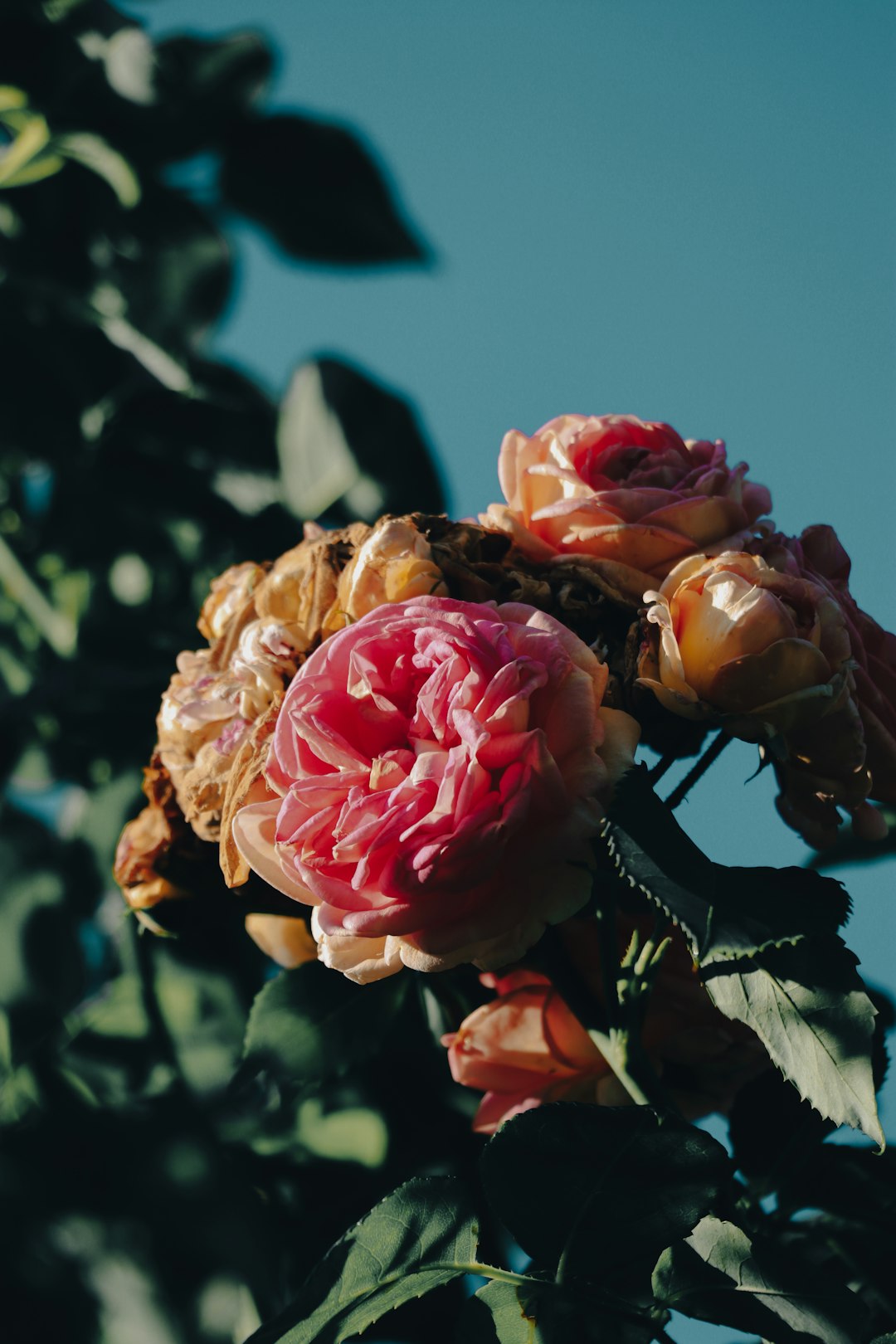 pink roses in bloom during daytime