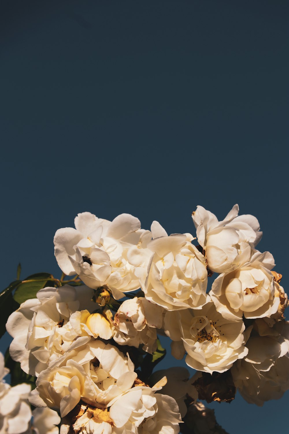 white flowers with green leaves