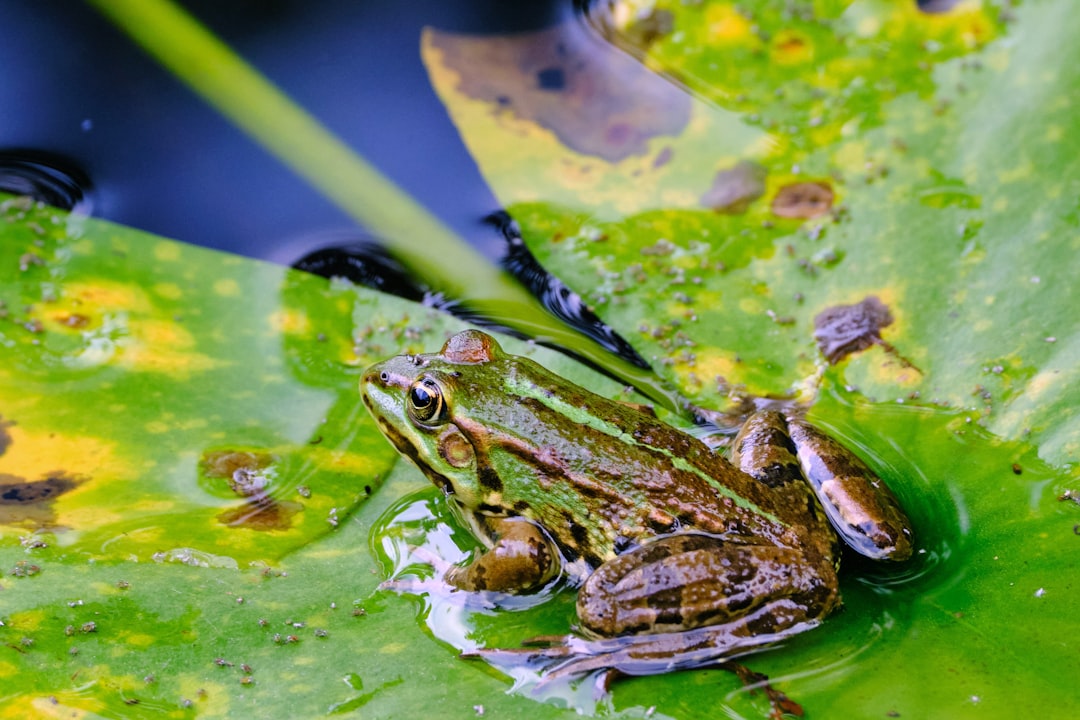 green frog on green water