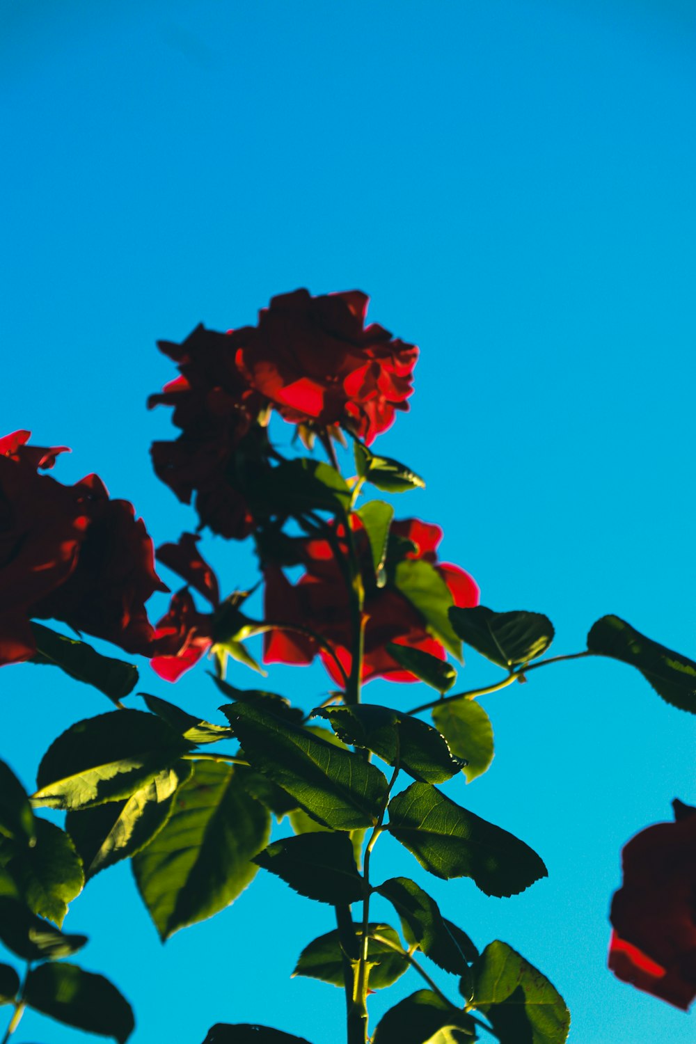 낮 동안 푸른 하늘 아래 붉은 꽃