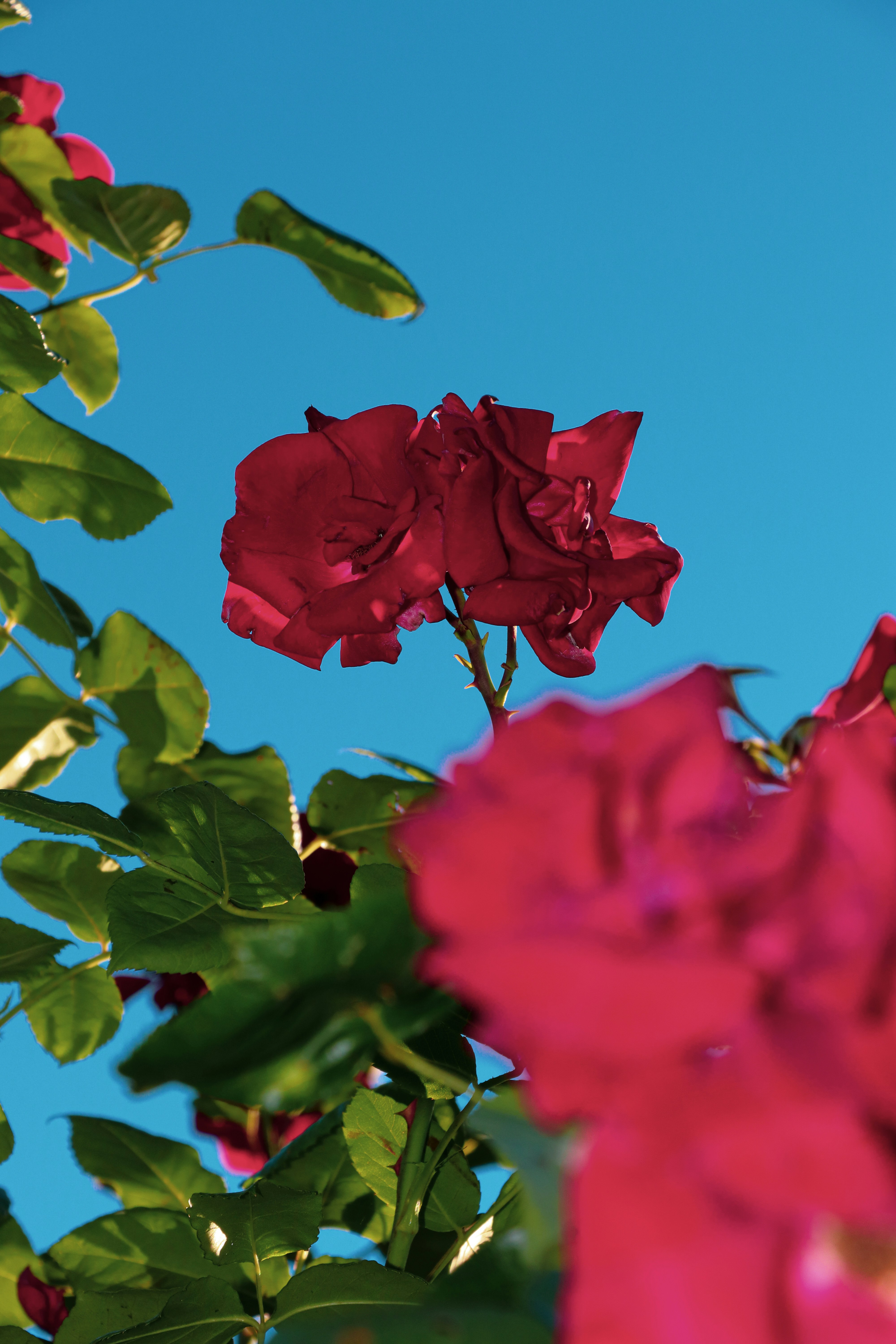 昼間は緑の葉とピンクの花の写真 Unsplashで見つけるコペンハーゲンの無料写真