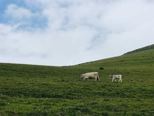 white sheep on green grass field under white clouds during daytime in Tavush Province Armenia