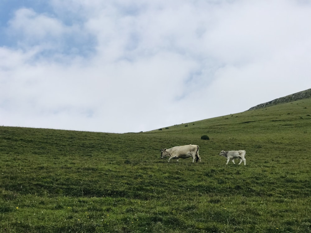 oveja blanca en campo de hierba verde bajo nubes blancas durante el día