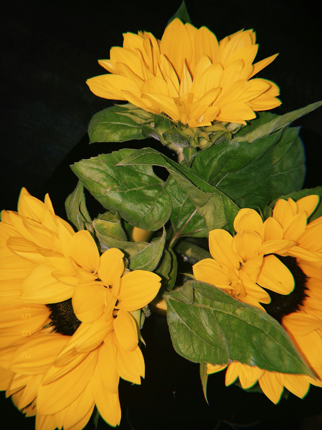 yellow flower with green leaves