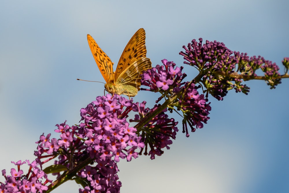 brown butterfly perched on pink flower in close up photography during daytime