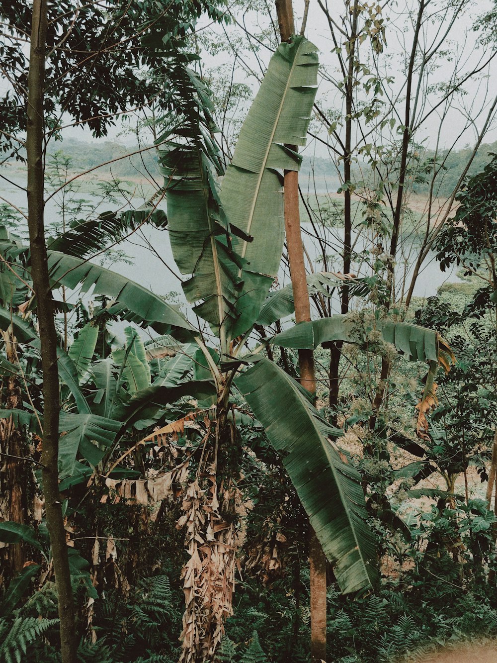 green banana tree during daytime