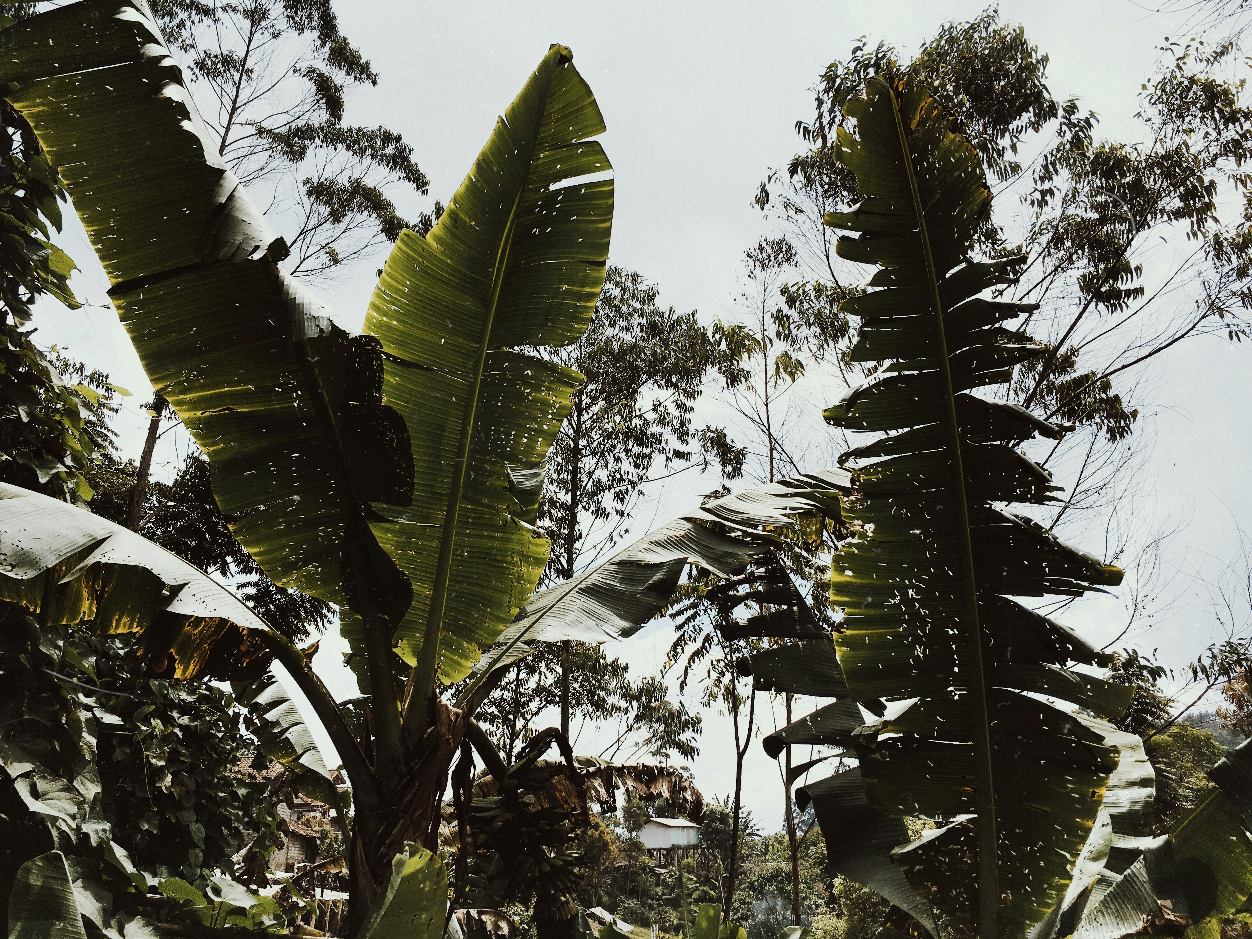 pohon kelapa hijau di bawah langit biru di siang hari