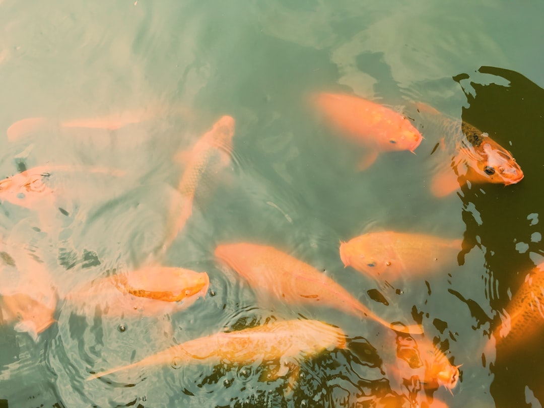 orange koi fishes in water