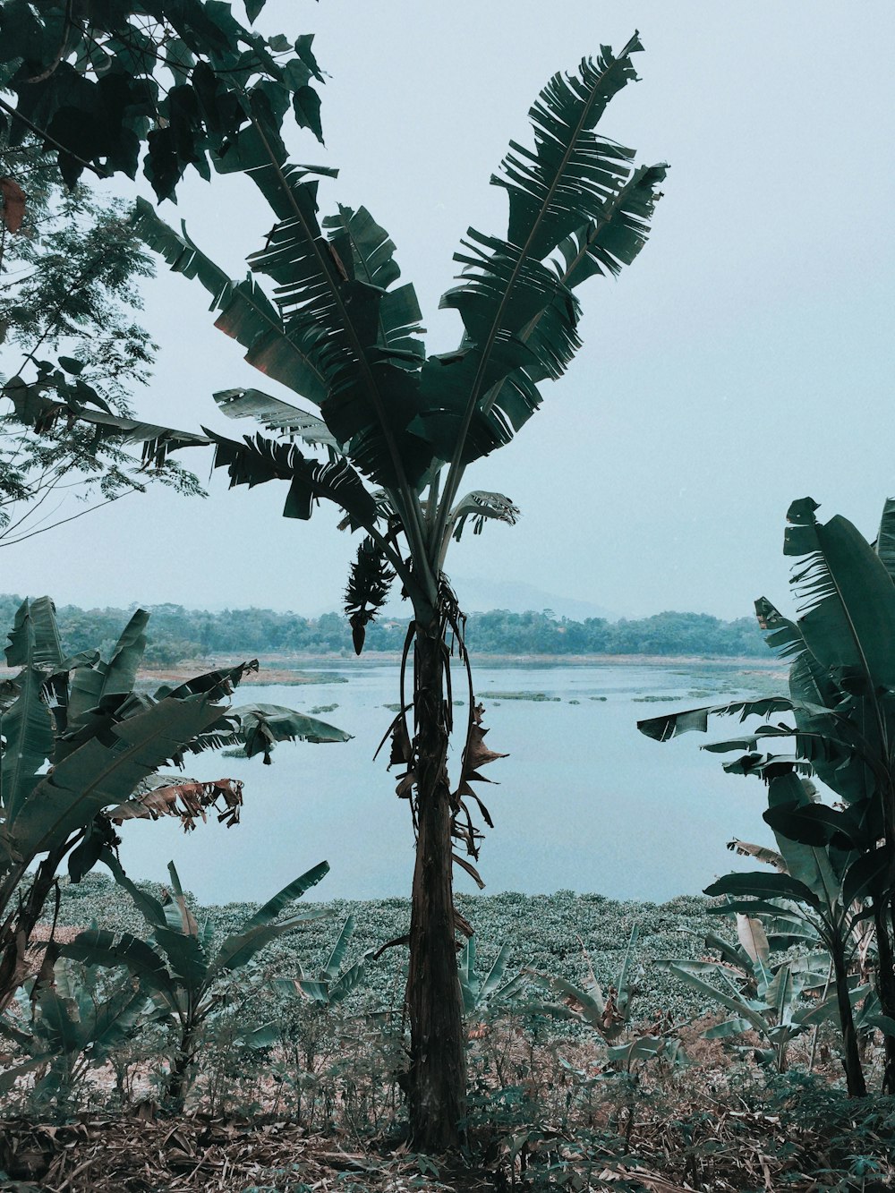 green coconut tree near body of water during daytime