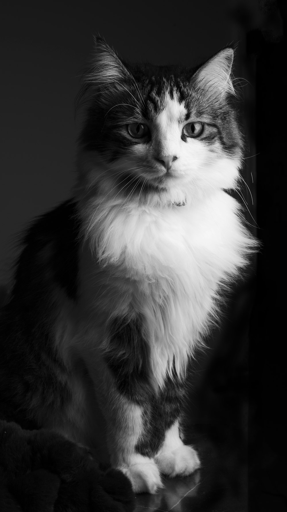 grayscale photo of long fur cat