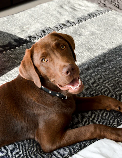 Ekose battaniye üzerinde uzanan, gülümseyen kahverengi Labrador