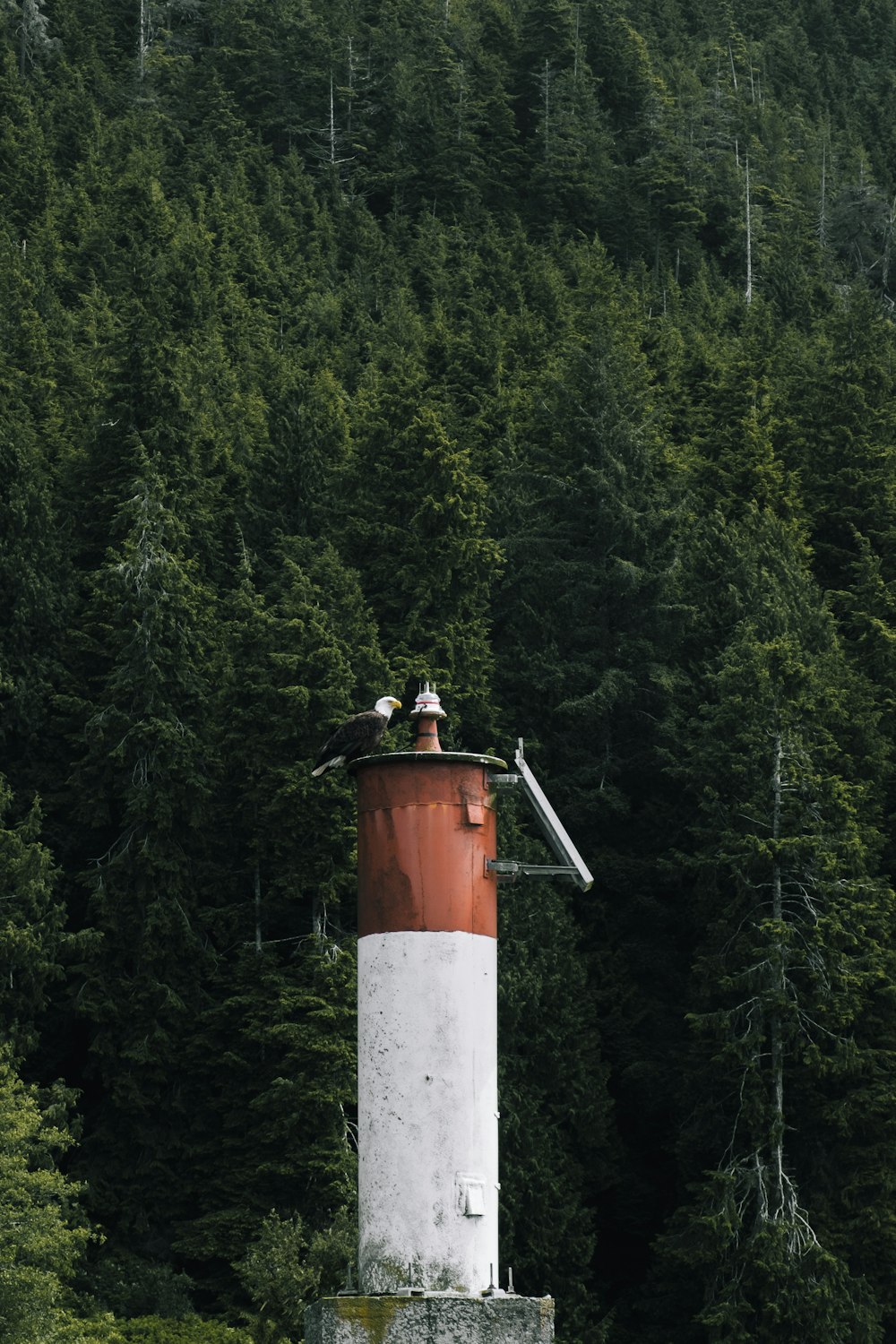 red and white tower in the middle of forest