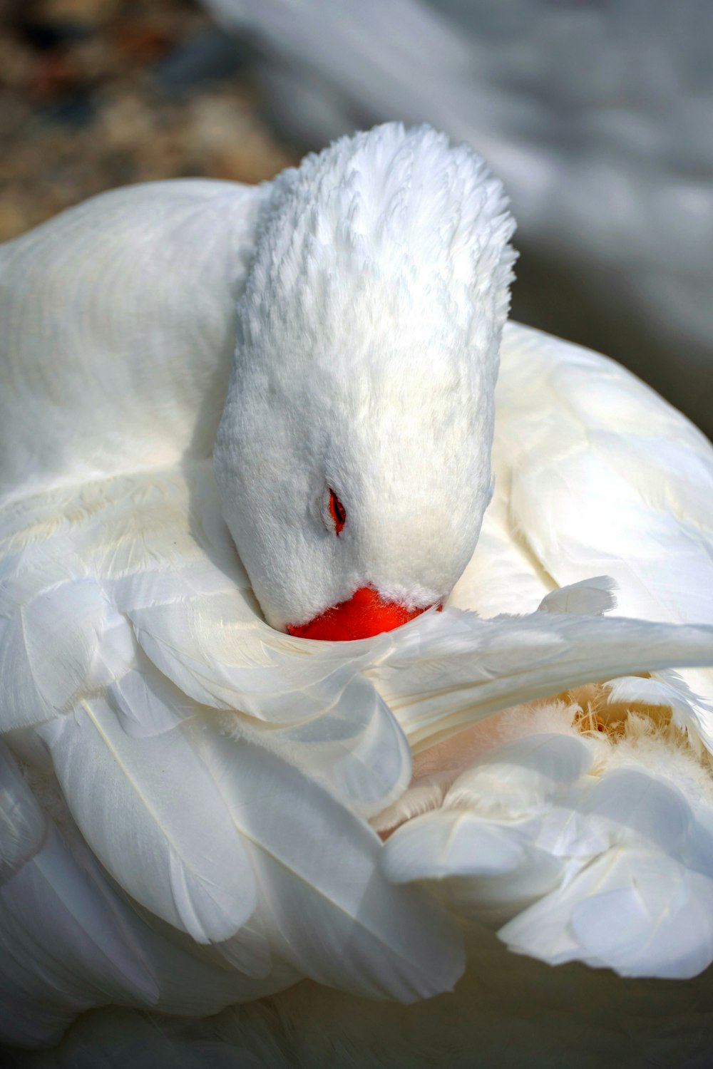 white swan on body of water