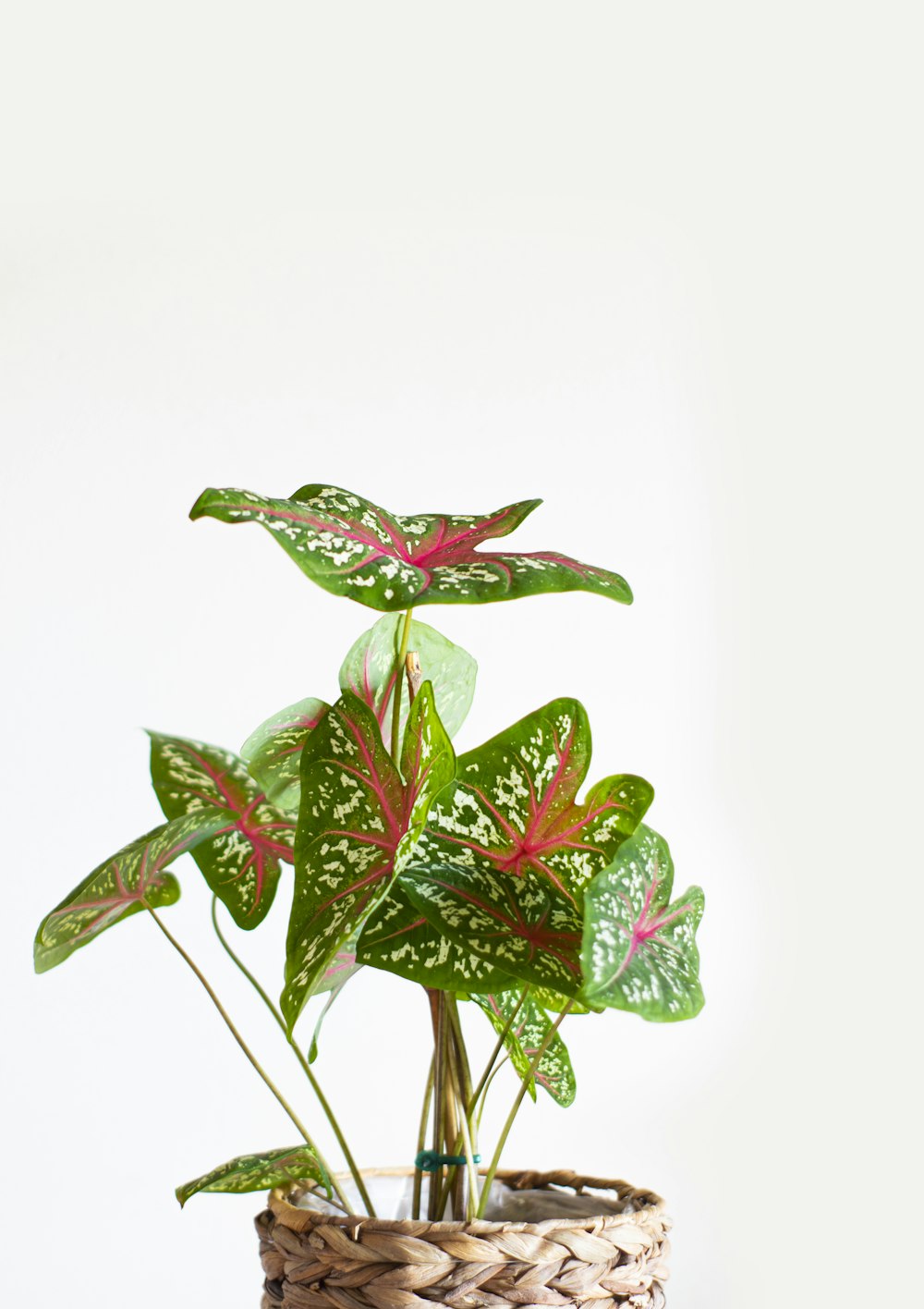 red and green leaves on white background