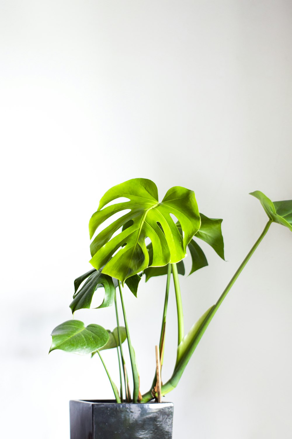 green leaves in close up photography